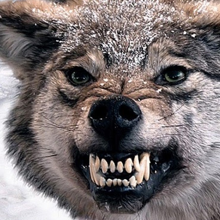 Гневный волк