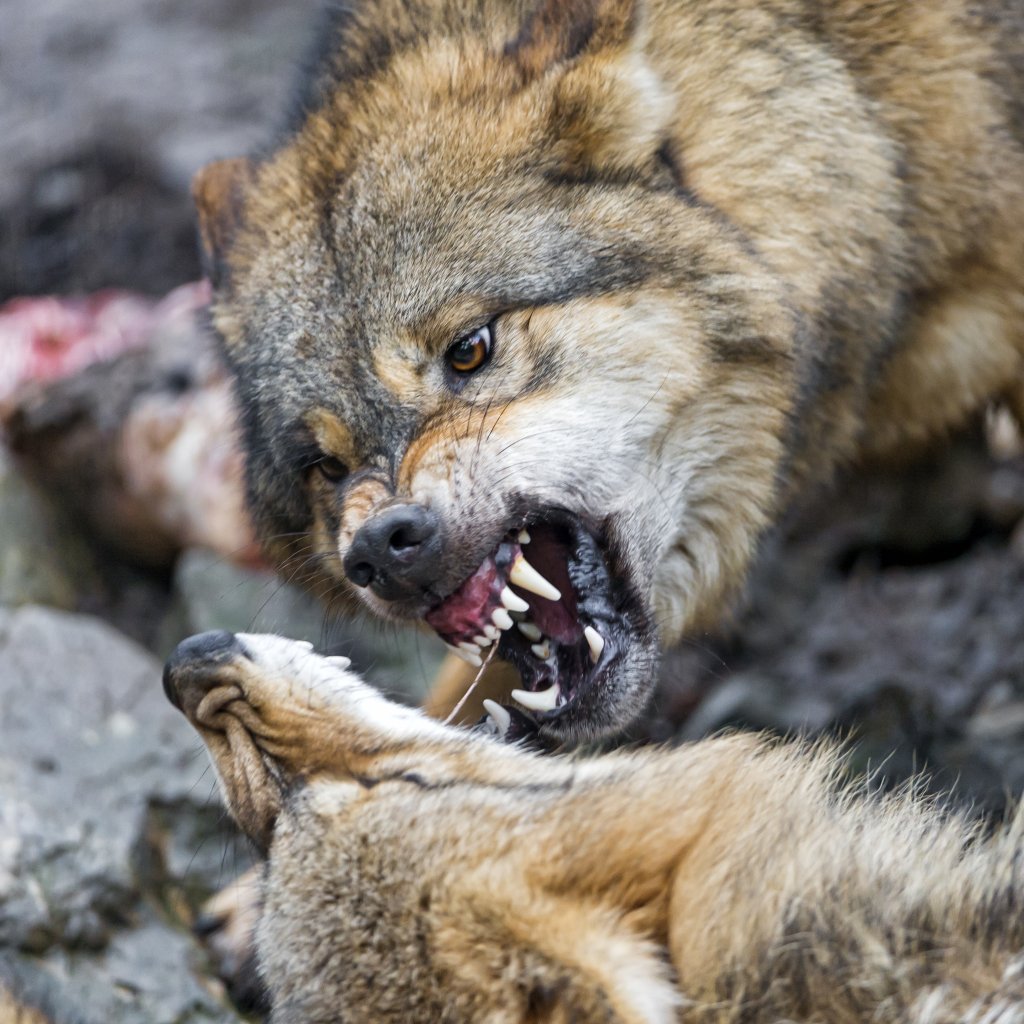 Агрессивный волк