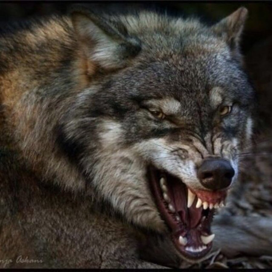 Голова волка в ярости