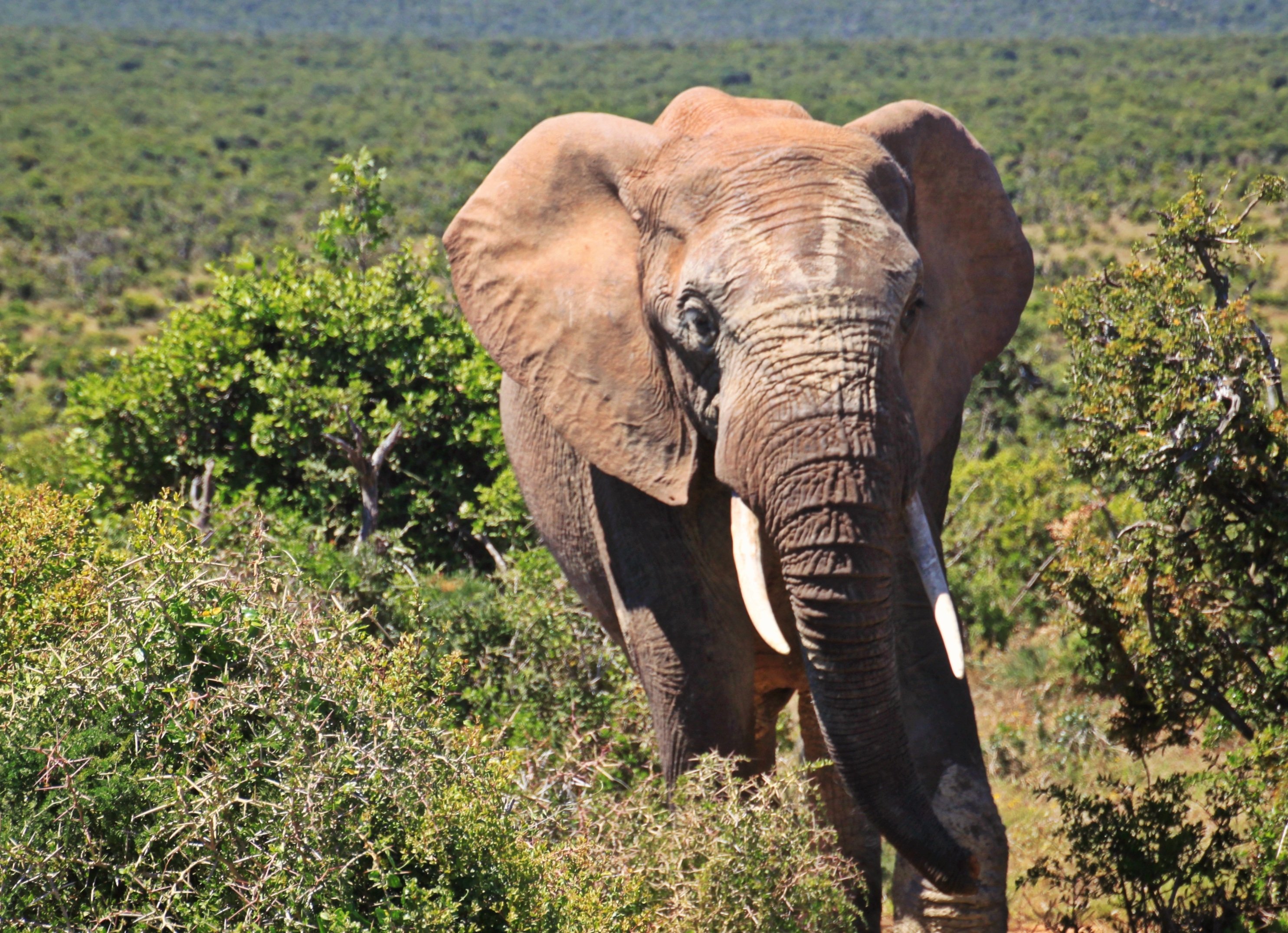 Известно что индийский слон крупное наземное млекопитающее. Саванновый Африканский слон. Саванный Африканский слон Африки. Парк Крюгера саванный слон. Африканский кустарниковый слон.