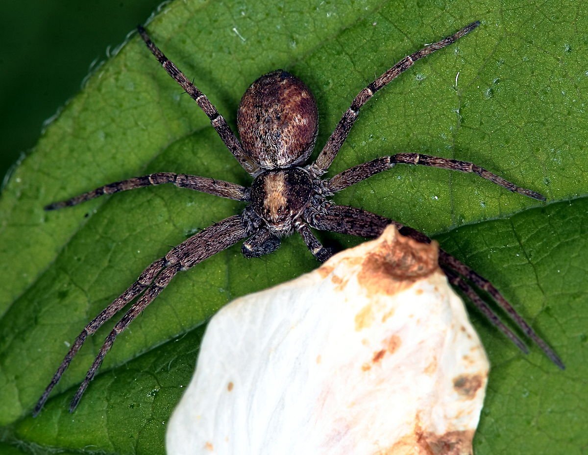 Philodromus cespitum