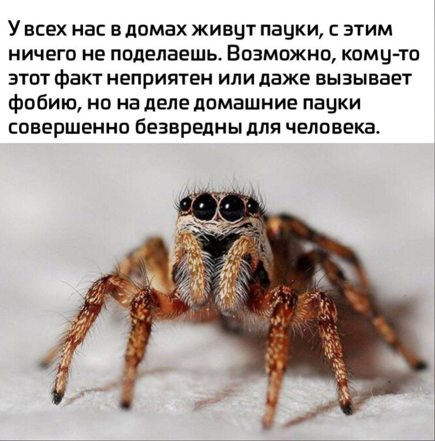 Почему нельзя убивать пауков