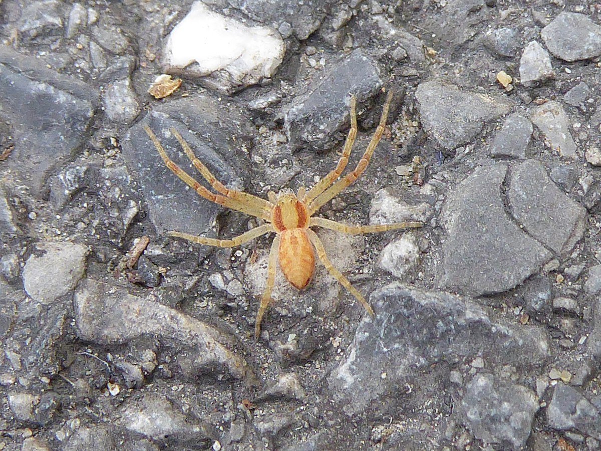 Филодромус кортицинус