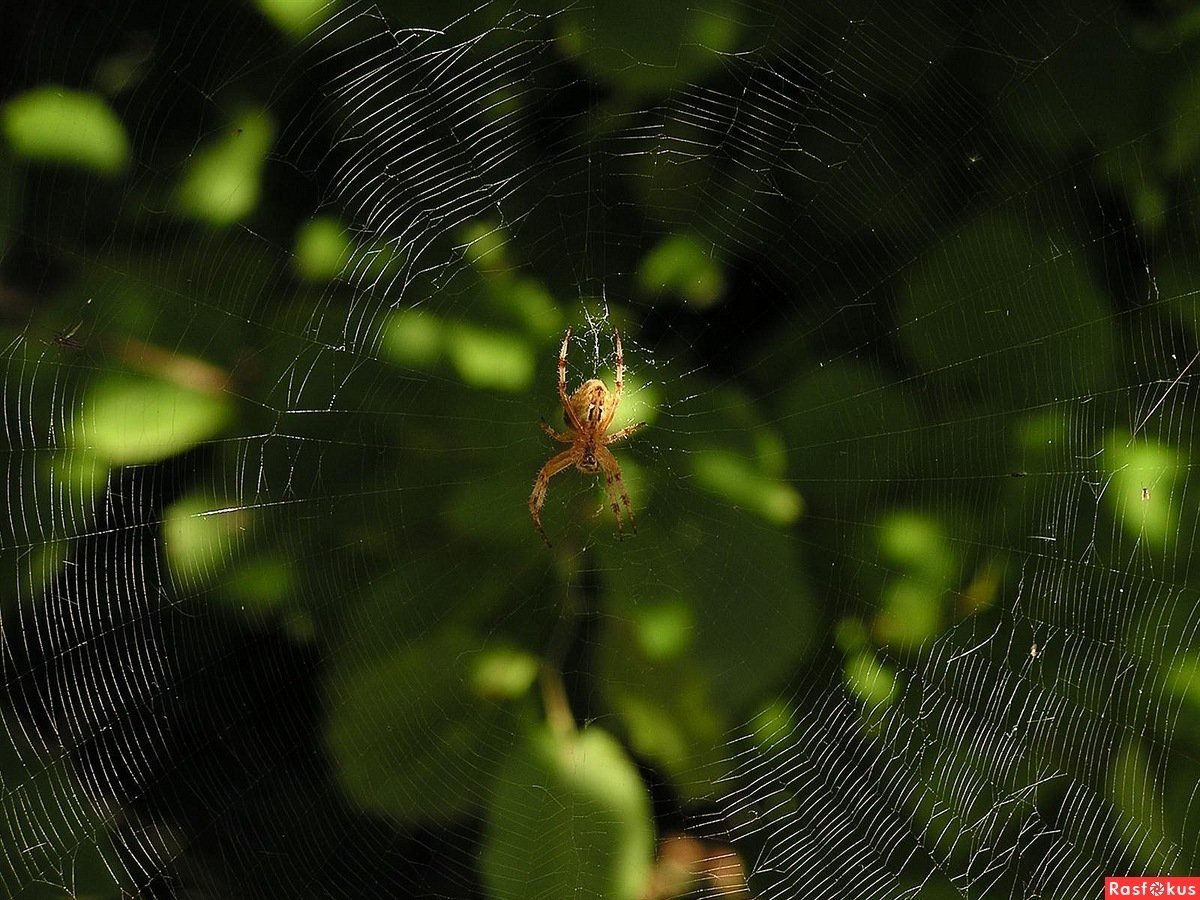 Паук санитар дома