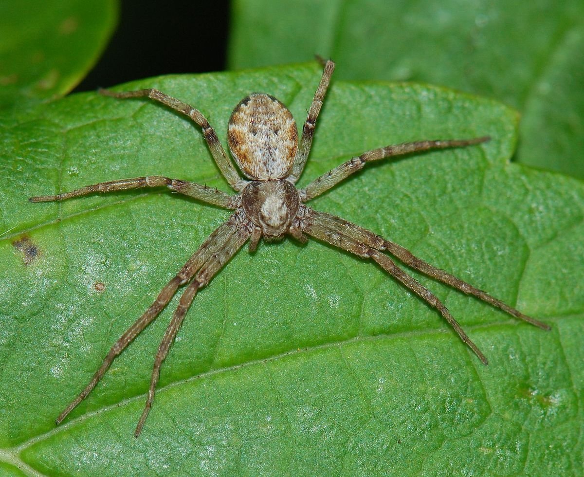 Паук Philodromus fuscomarginatus