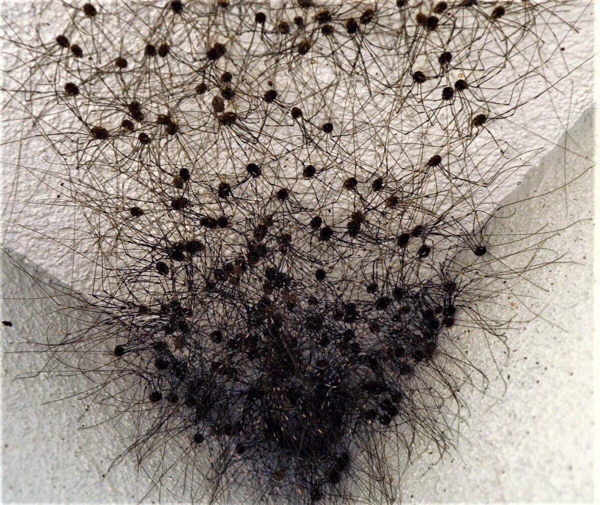 Куча пауков