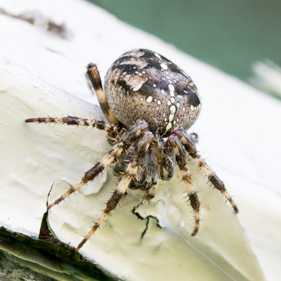 Тарантул Земляной паук