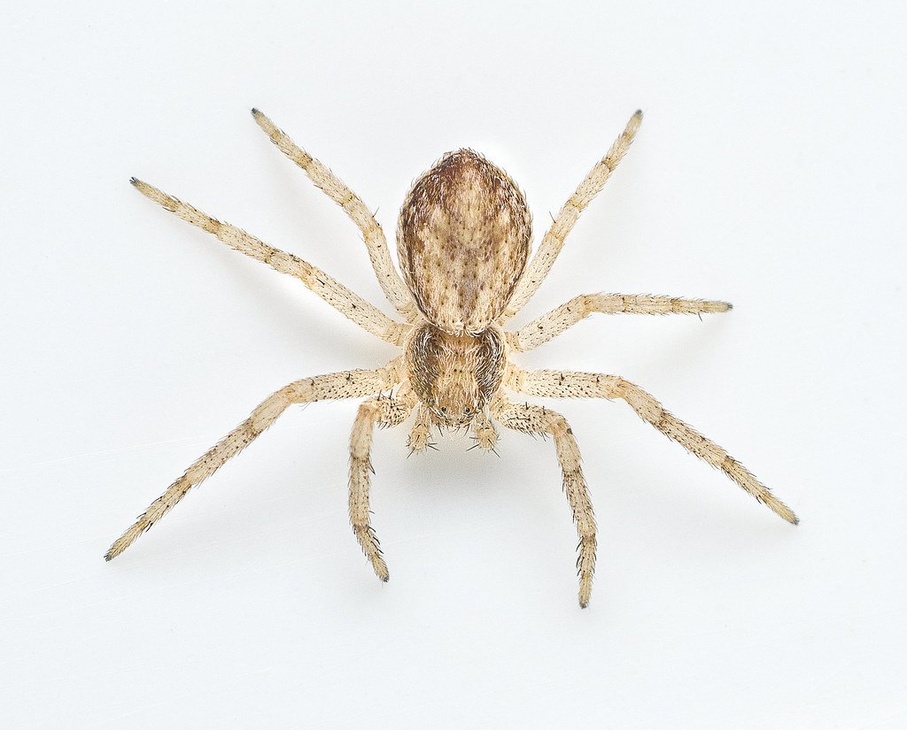 Philodromus cespitum паук