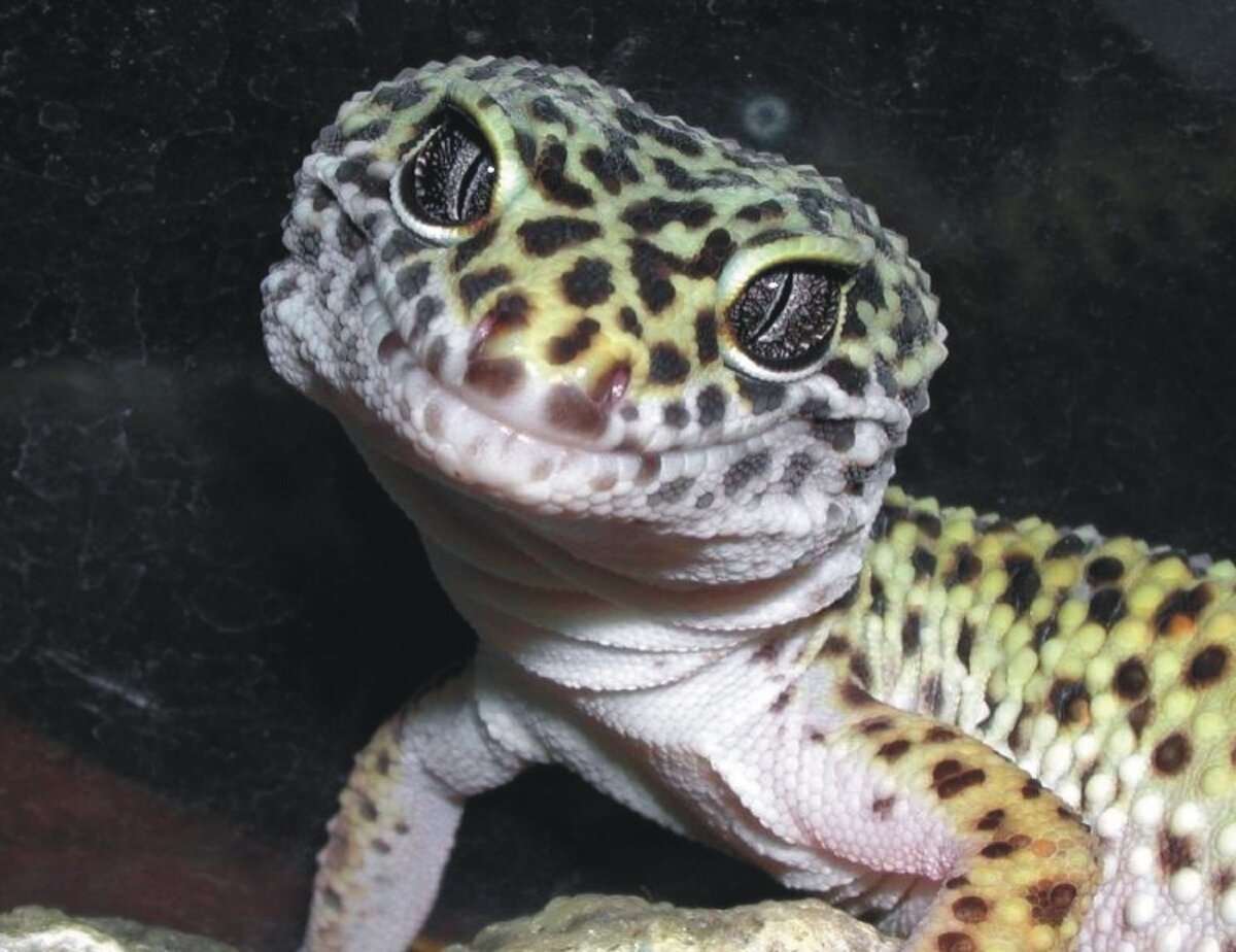 Пятнистый леопардовый эублефар