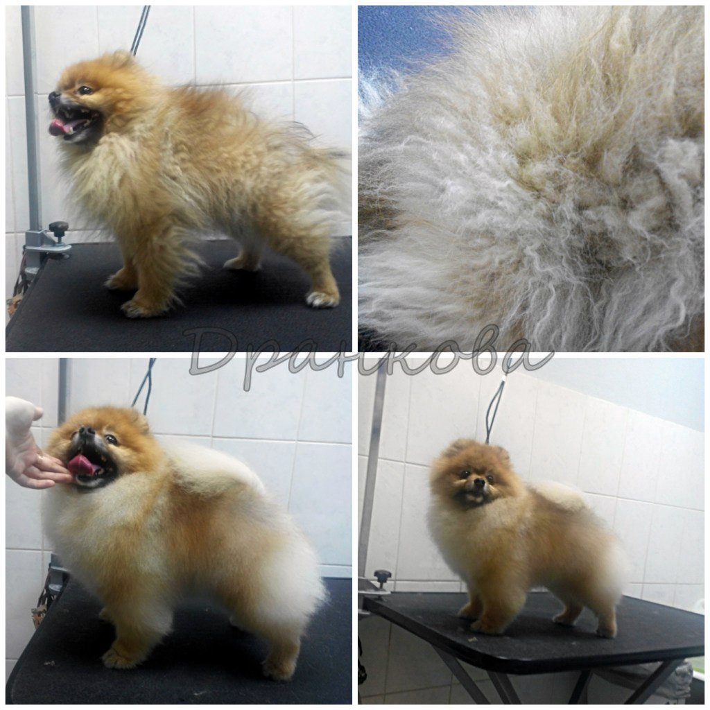 Остевая шерсть у шпица