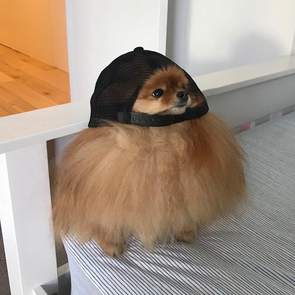 Забавные Шпицы