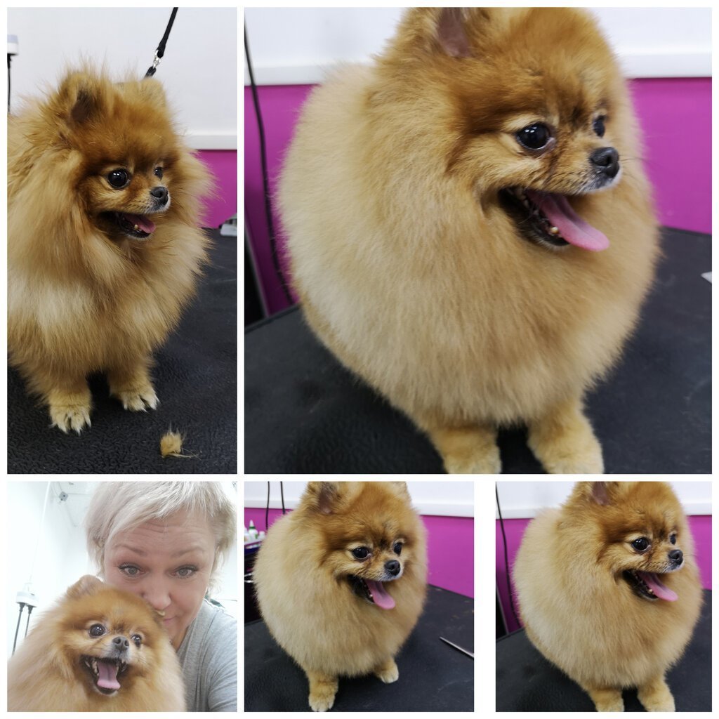 Померанский шпиц стрижка стандарт