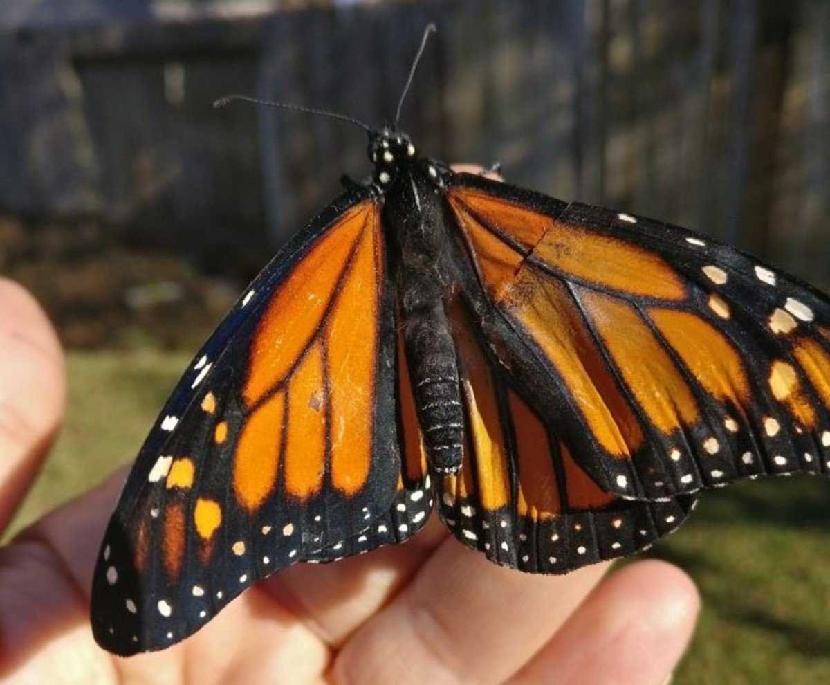 Сложенные крылья бабочки. Бабочка Монарх и вице Король. Крылья бабочки. Необычные бабочки. Красивые Крылья бабочки.