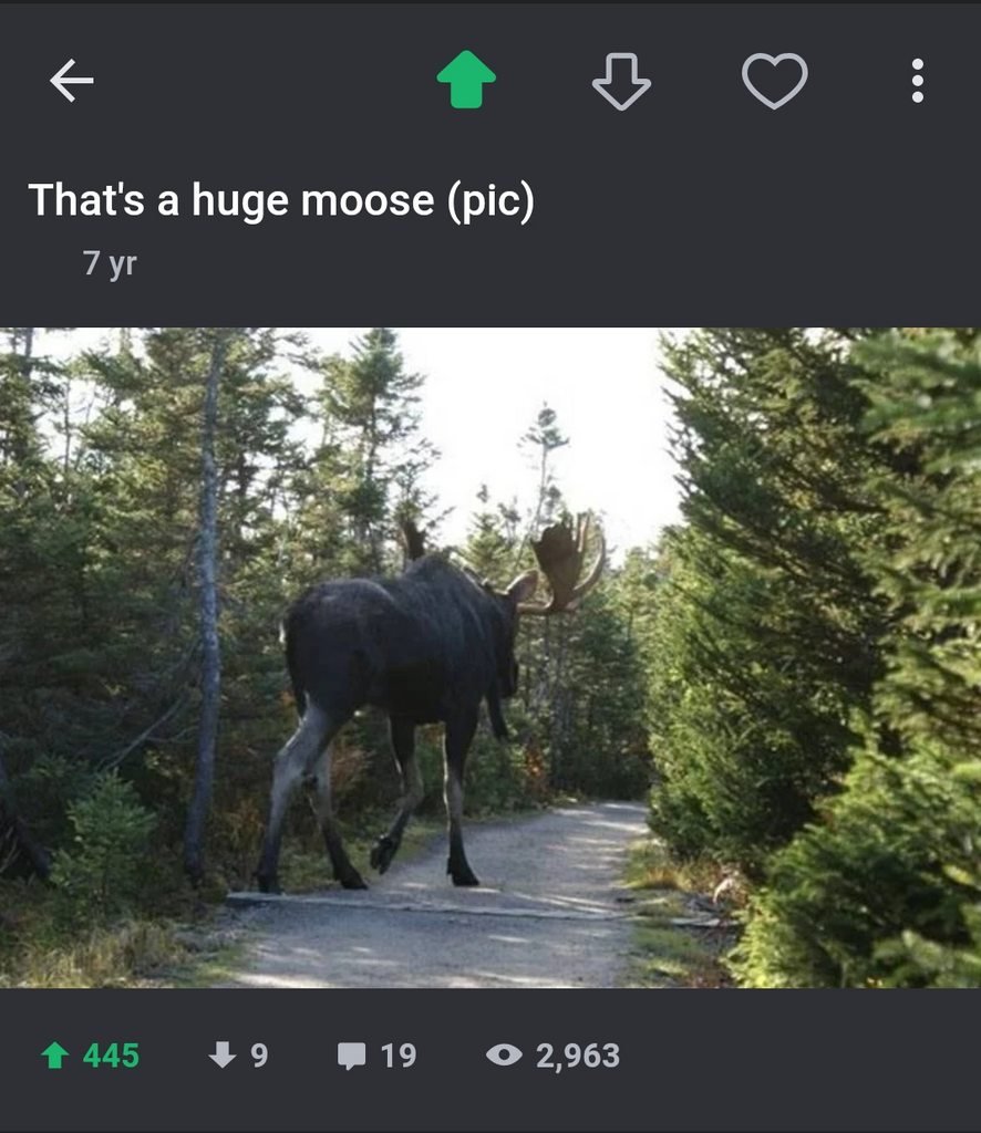 Самый большой Лось в мире