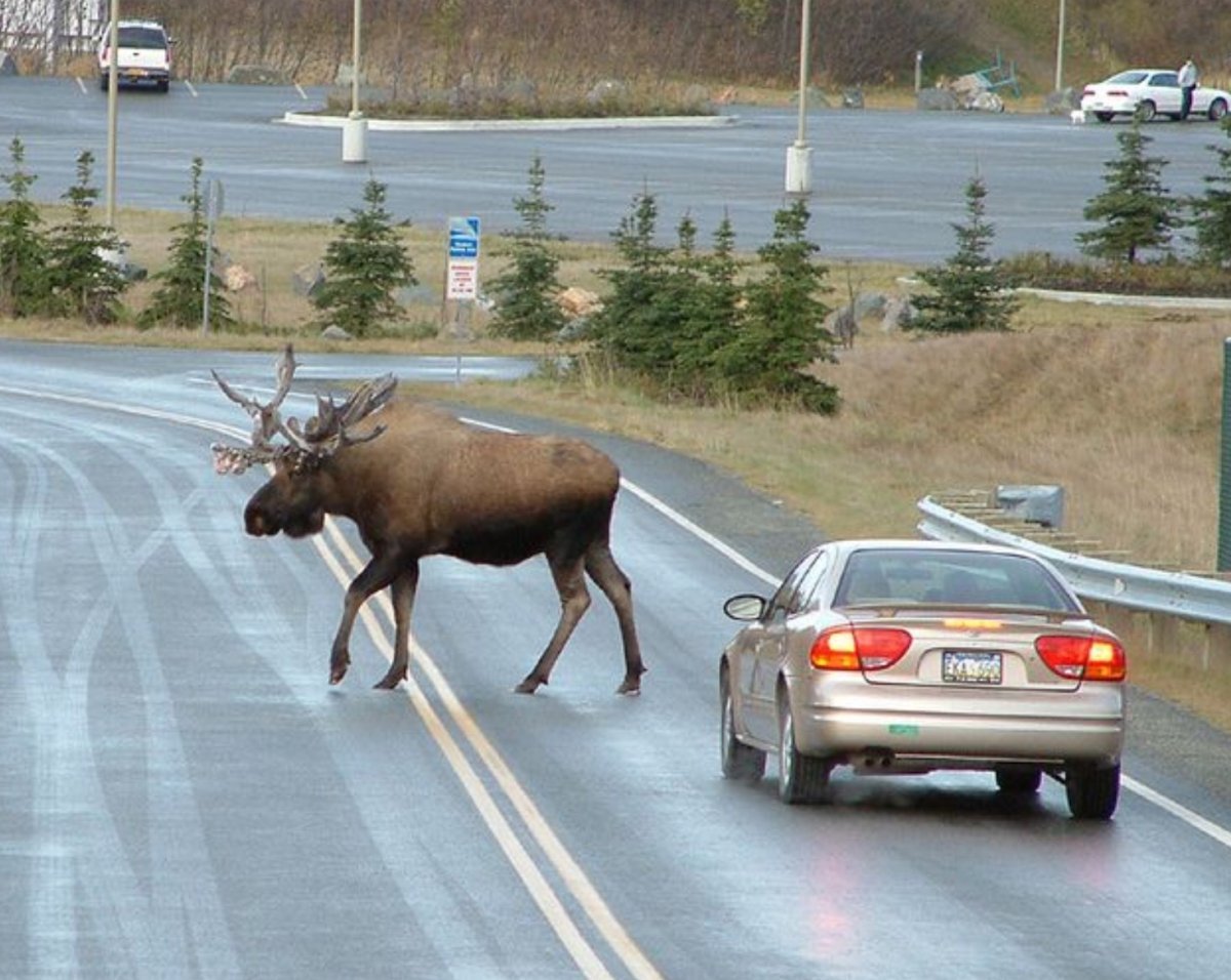 Лось по сравнению с машиной