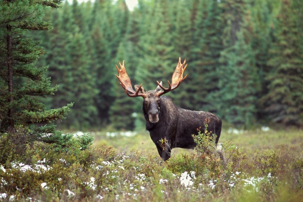 Сохатый Лось Байкал