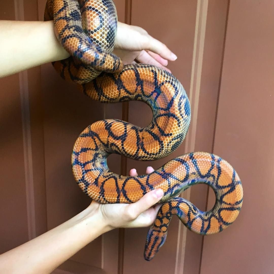 Королевский питон домашний питомец