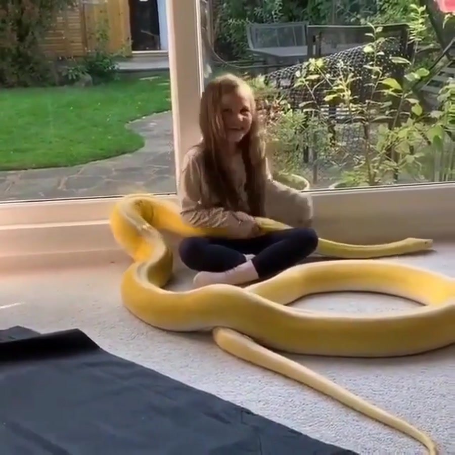 Девочка и питон