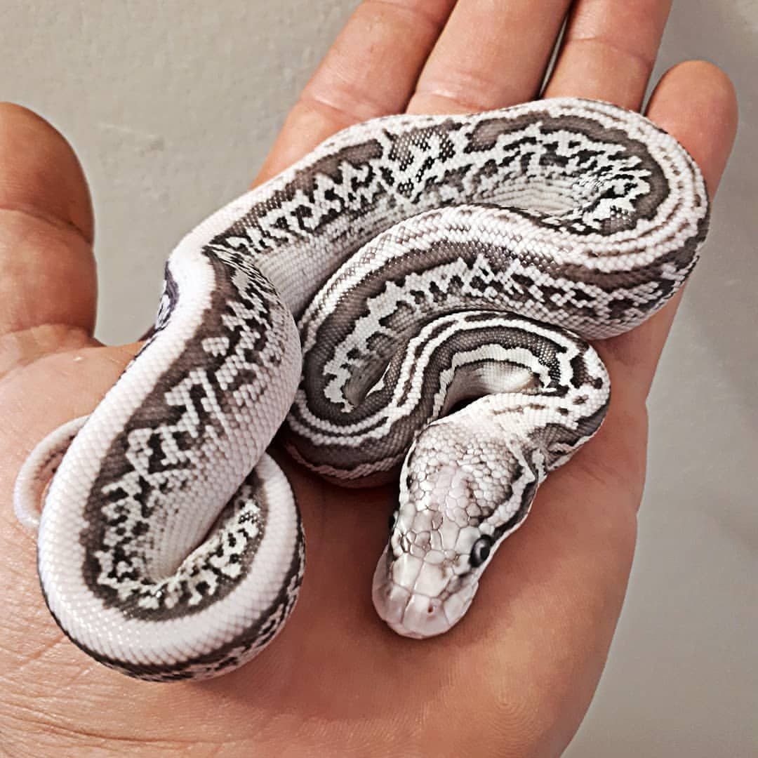 Королевский питон lesser POS. YB 100% het.