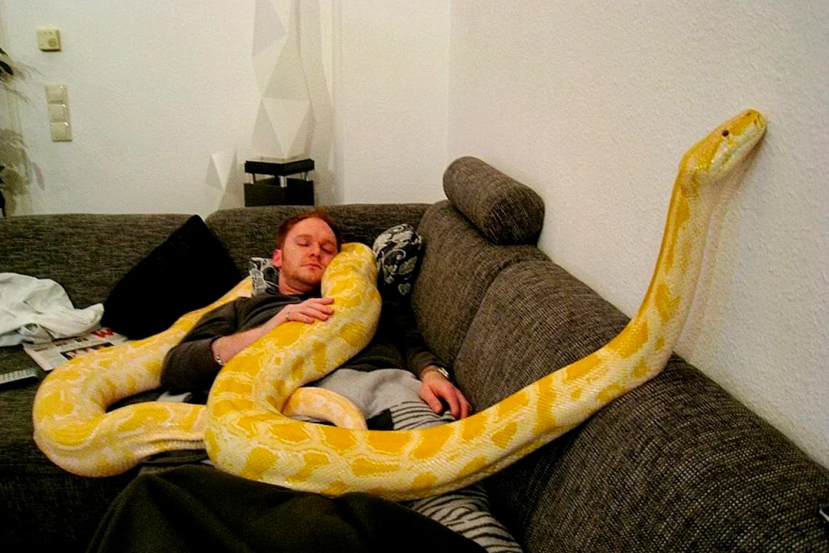 Питон домашний питомец