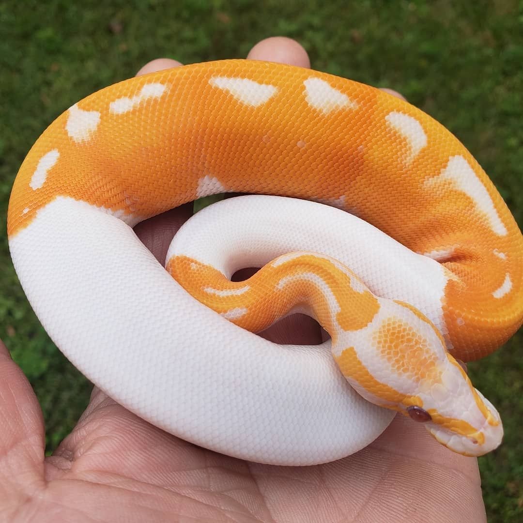 Королевский питон домашний