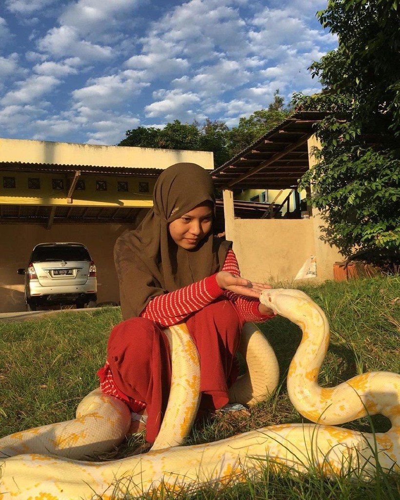 Змеи в качестве домашнего питомца