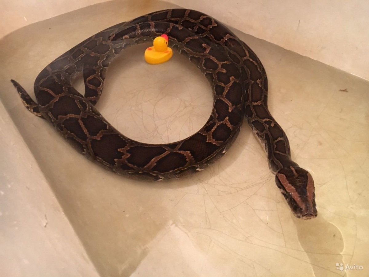 Тигровый питон домашний