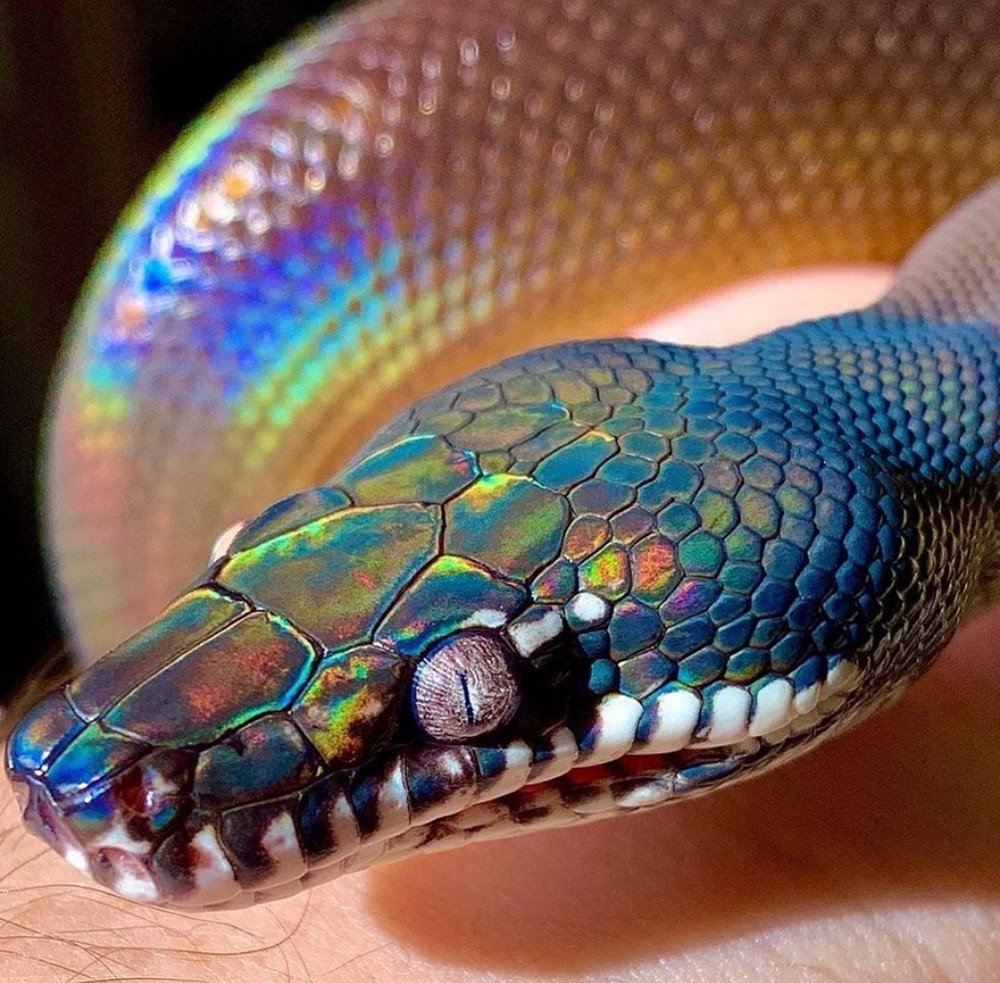 Белогубый полоз