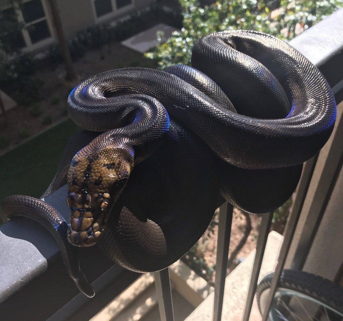 Сетчатый питон Голден Чайлд