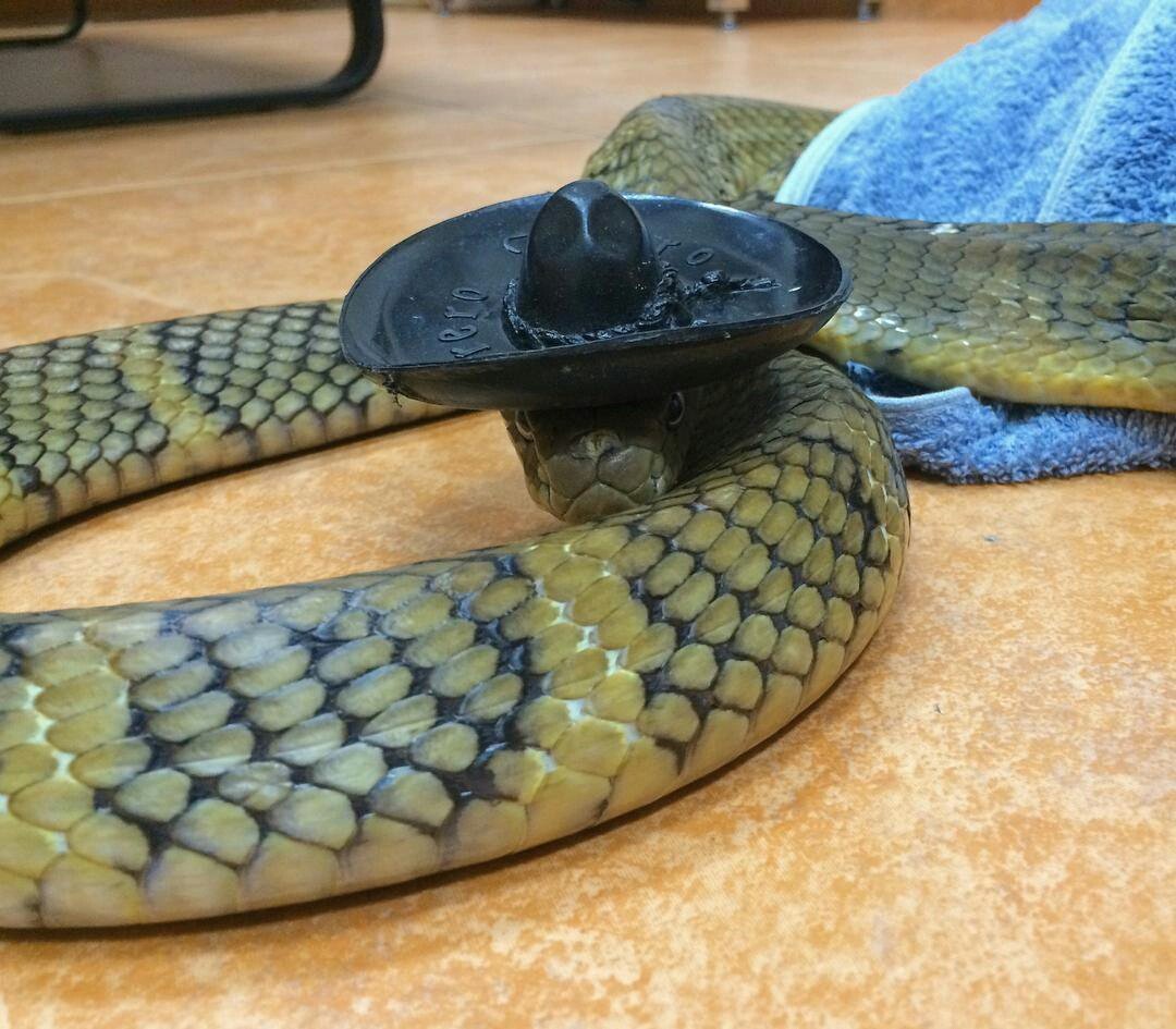 Змеи в шляпах