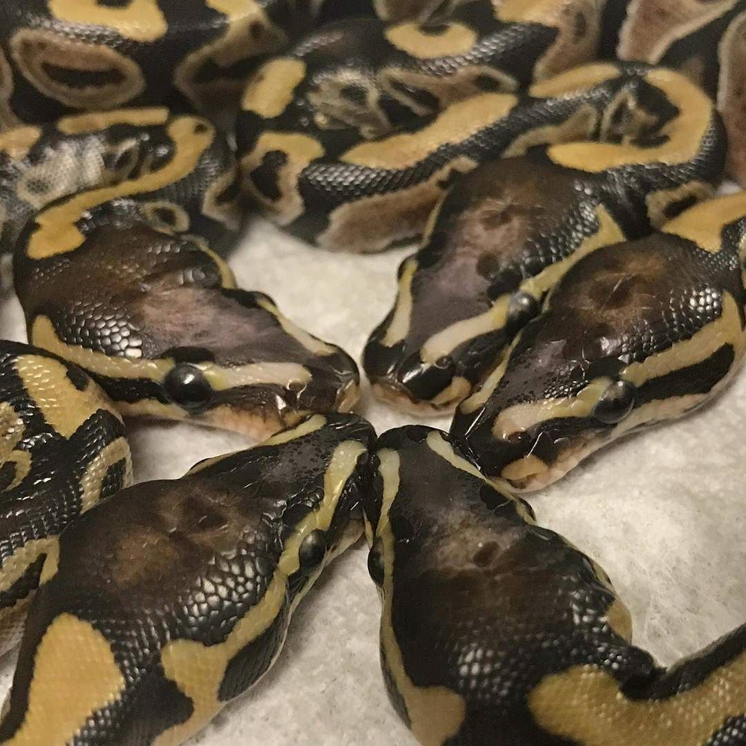 Змеиная теща