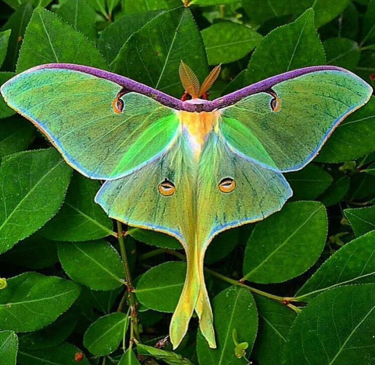 Бабочка Сатурния Павлиноглазка