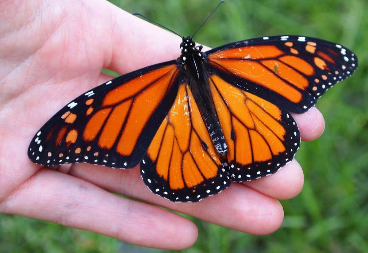 Бабочка Данаида