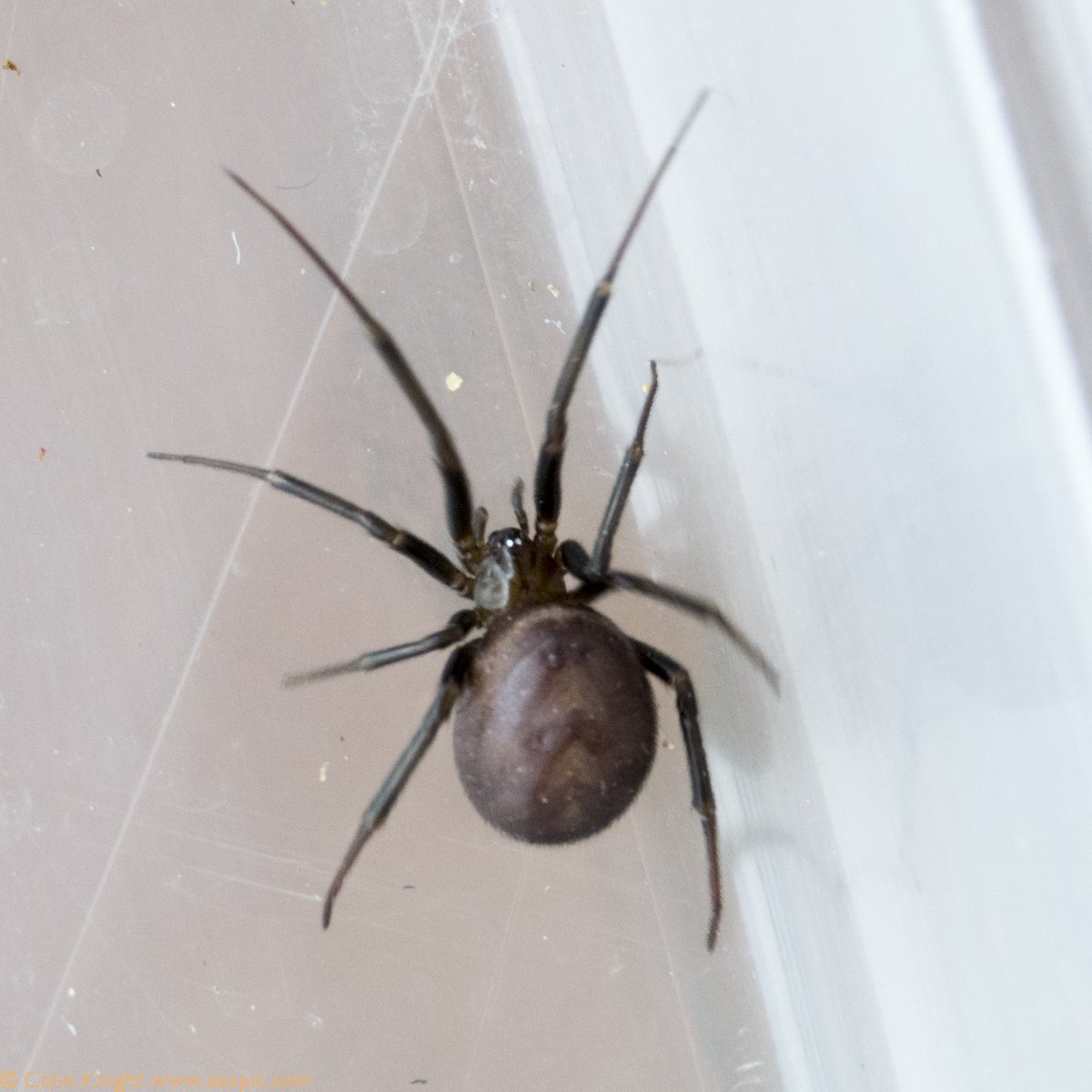 Стеатода паук яйца кокон