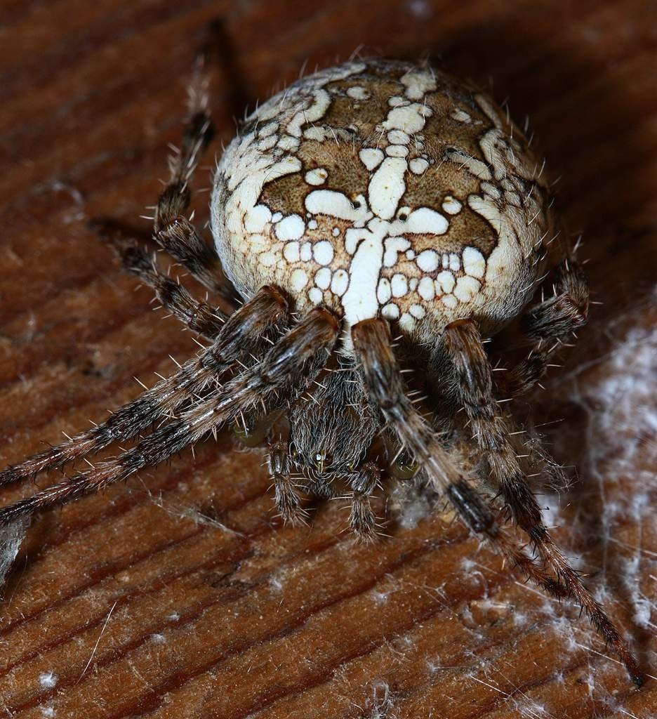Обыкновенный крестовик - Araneus diadematus