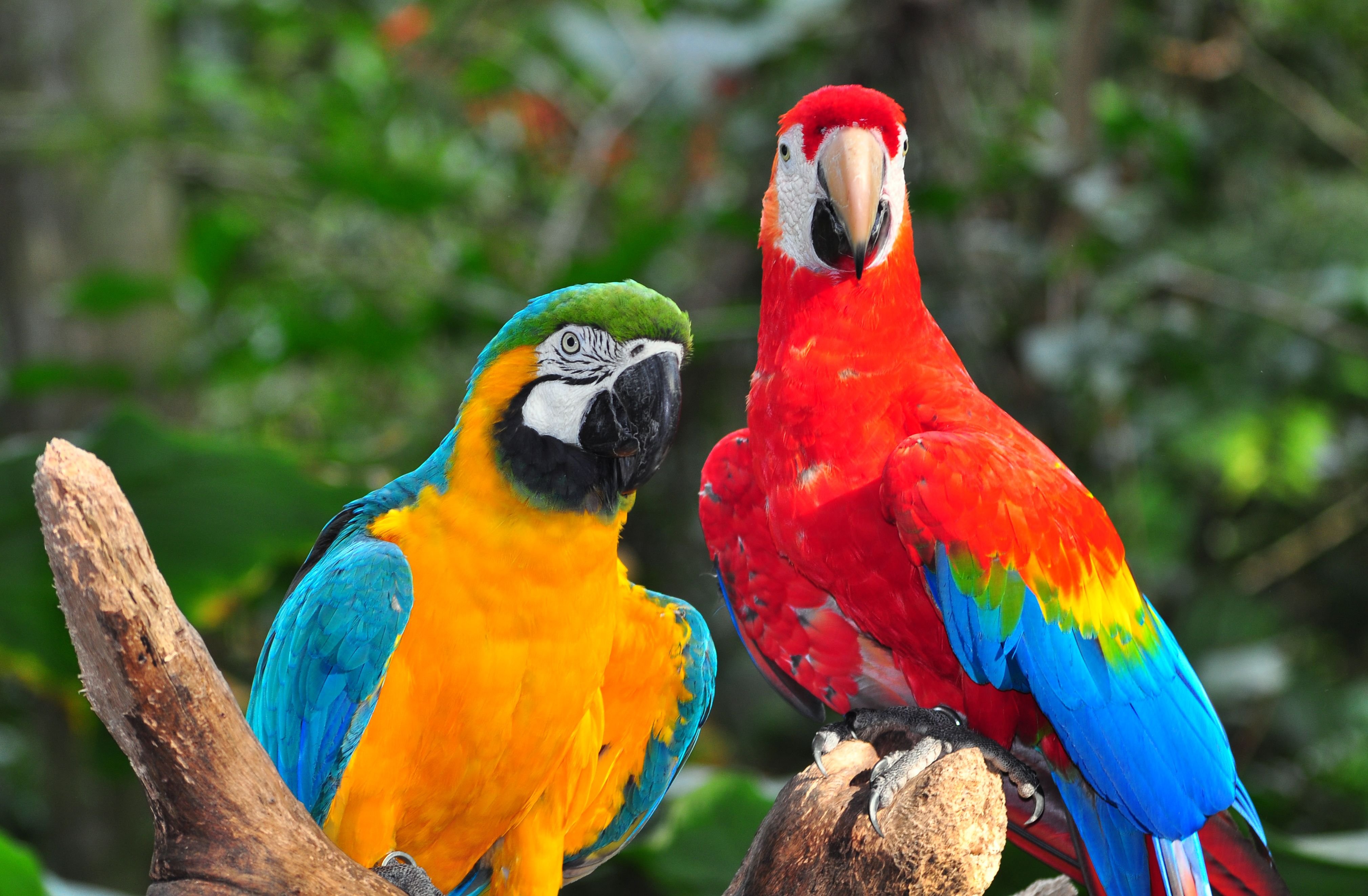 Animal latin. Бразильянский попугаи ара. Фауна Бразилии. Попугай ара в Рио-де-Жанейро. Попугаи в Уругвае.