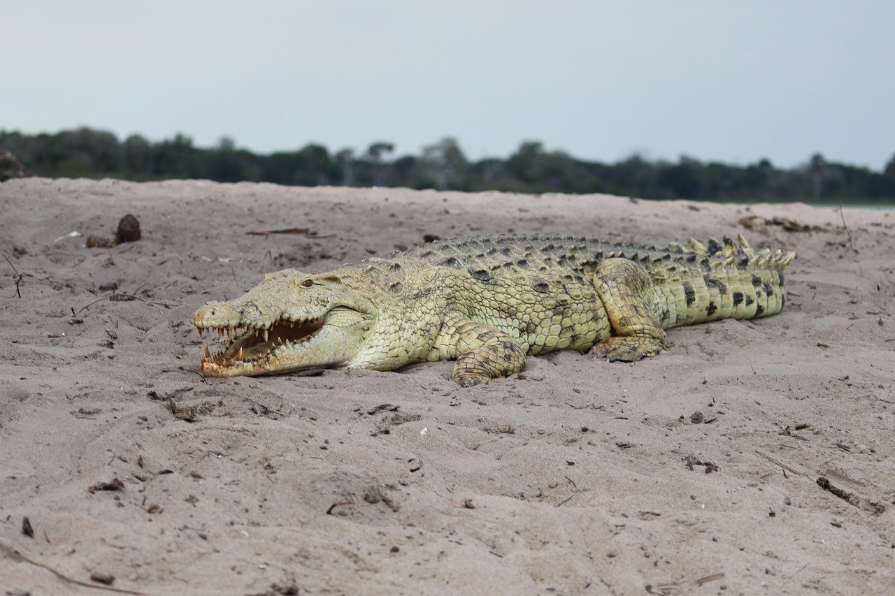 Крокодил живет в африке. Австралийский узкорылый крокодил. Западноафриканский крокодил. Крокодил в Африке. Крокодил в саванне.