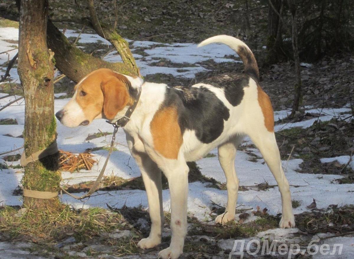 Англо русская гончая щенок