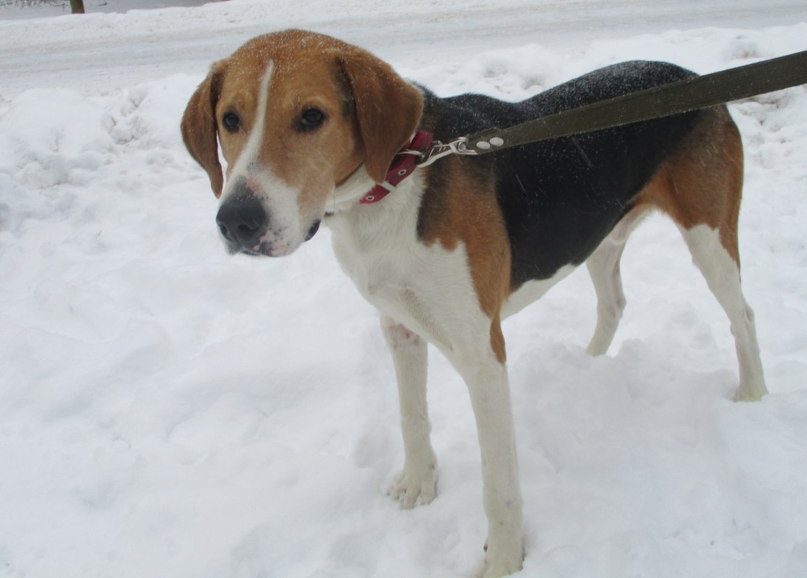 Эстонская гончая метис