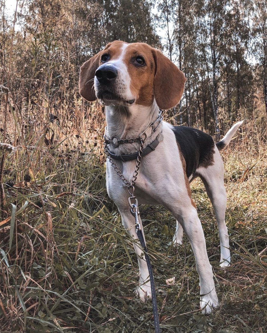 Эстонская гончая