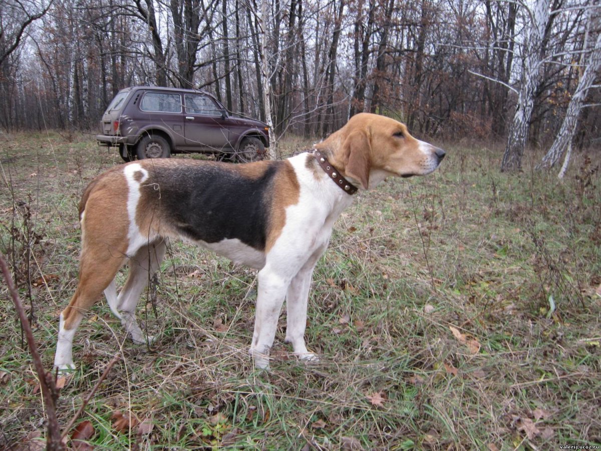 Русская гончая пегая чепрачная