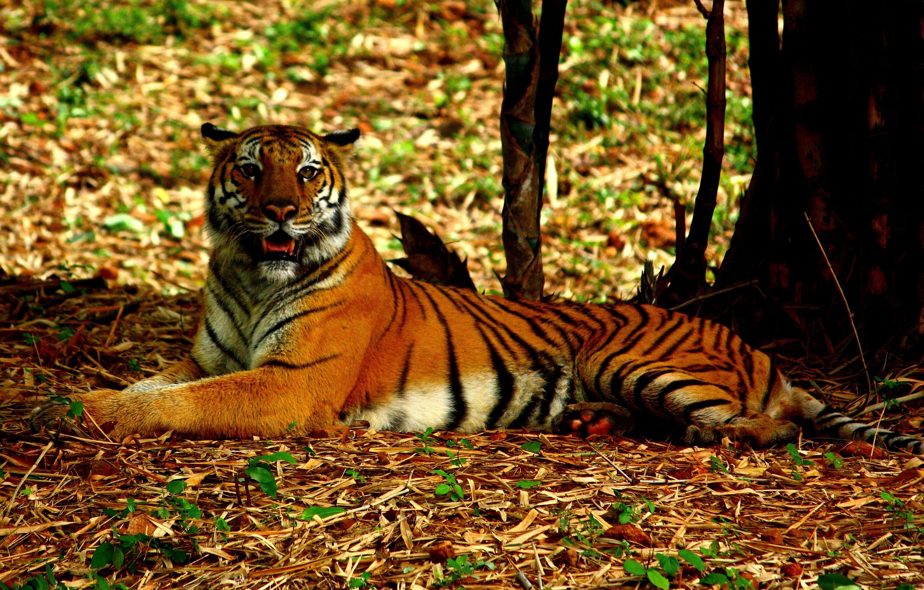 Про красного тигра. Бенгальский тигр. Бенгальский тигр Индия. Королевский бенгальский тигр в Индии. Красный бенгальский тигр.