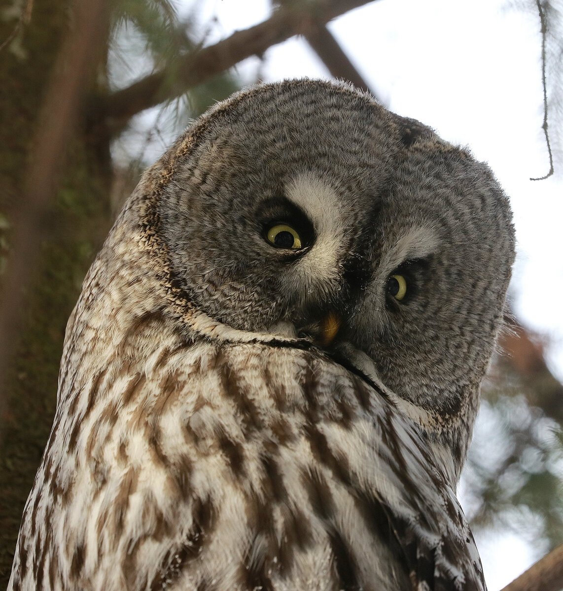 Бородатая неясыть в пермском крае