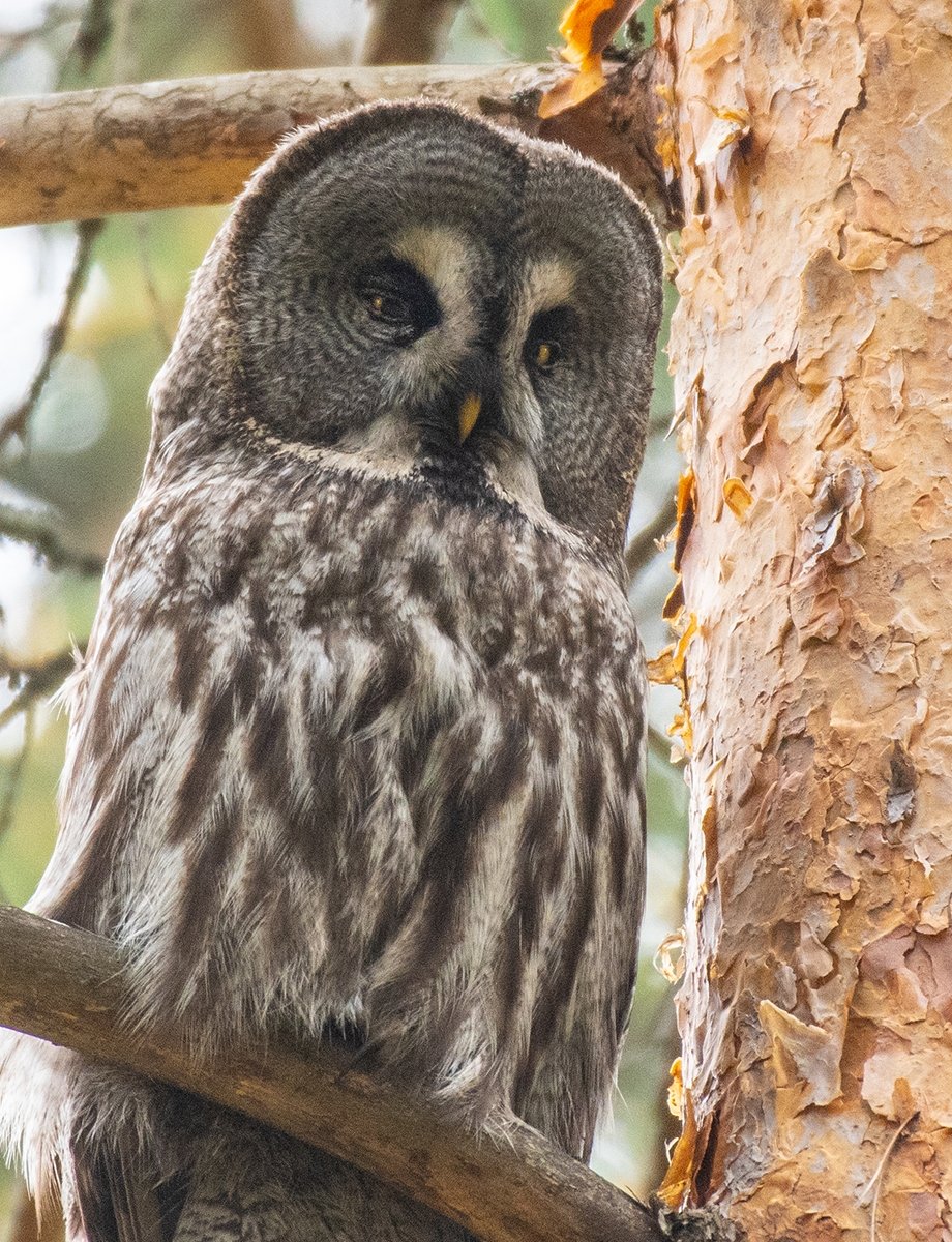 Бородатая неясыть рост