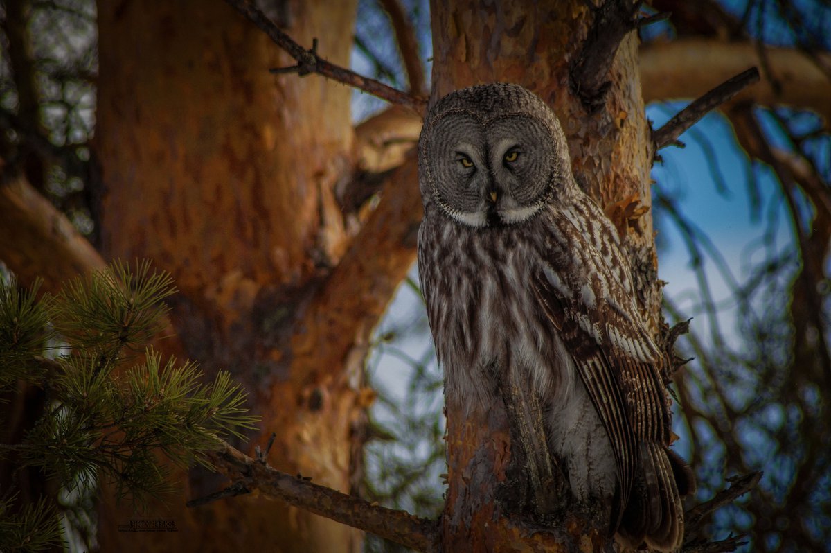 Бородатая неясыть на охоте