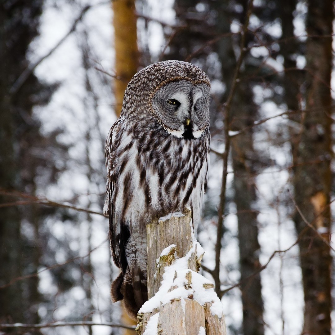 Биология бородатого неясата