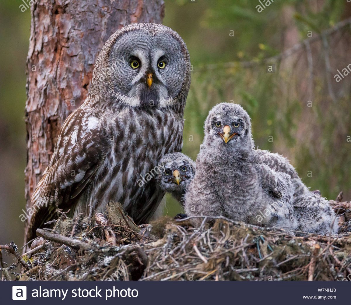 Серая бородатая неясыть