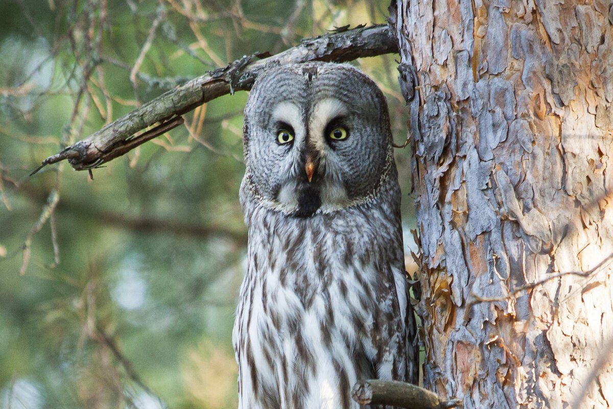 Бородатая неясыть зимой