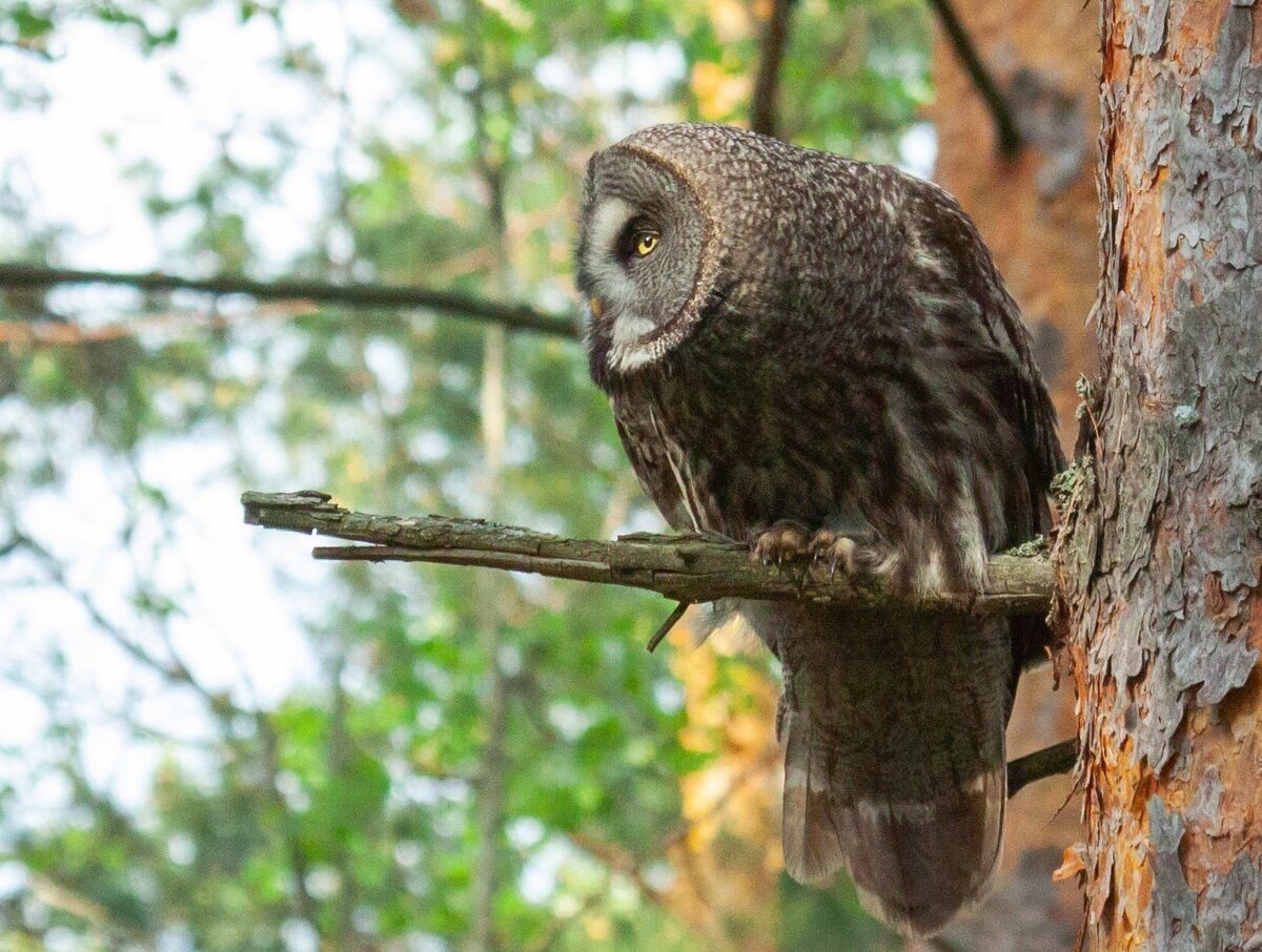 Бородатая неясыть фото птицы