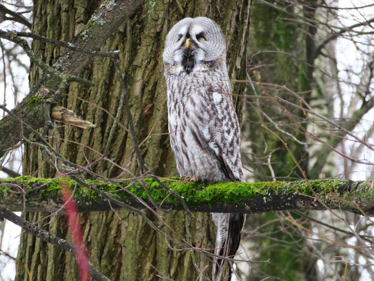 Бородатая неясыть в Московском зоопарке
